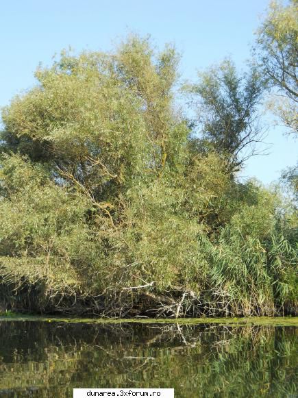 lac vacaru canal vacaru...