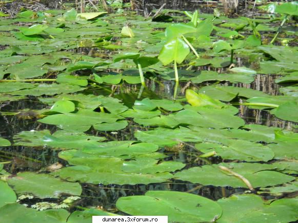lac vacaru ...