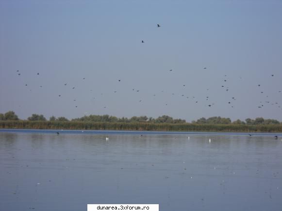 lac vacaru lac vacaru...