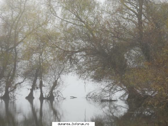 ... lac - 19/20 noiembrie 2010