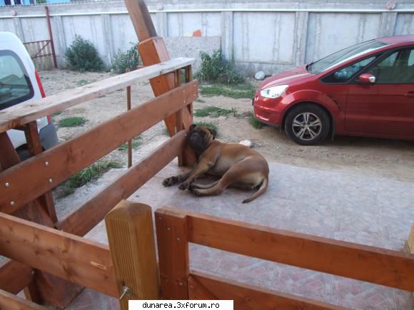 imi pare rau domnul meu, dar posedam si coada. si inca ce coada... e ca o secera ! :nebun: ratacit